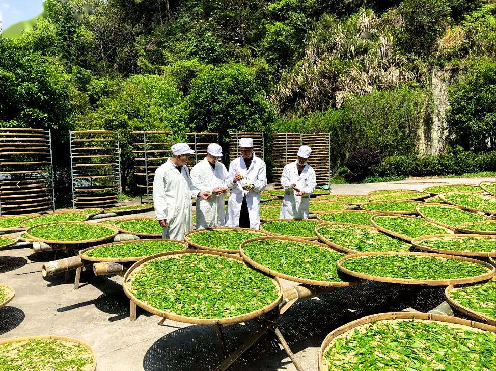 荔蒲县农业农村局最新项目，引领农业现代化，助力乡村振兴