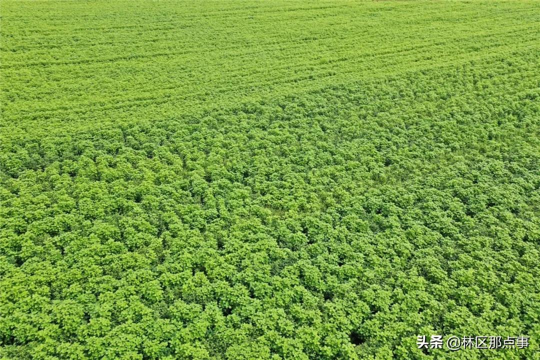 青冈县文化广电体育和旅游局最新领导团队概述